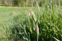 Alopecurus rendlei