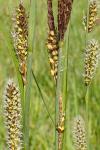 Carex riparia