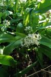 Allium ursinum