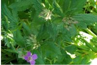 Geranium sylvaticum