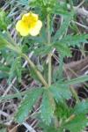Potentilla erecta