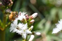 Menyanthes trifoliata