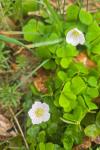 Oxalis acetosella