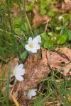 Oxalis acetosella
