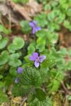 Viola