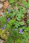 Viola