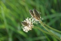 Plantago lanceolata