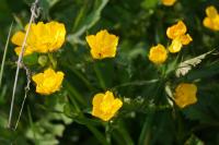 Ranunculus acris