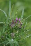 Cirsium palustre