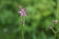 Lychnis flos-cuculi