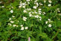 Ranunculus aconitifolius