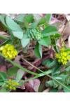 Trifolium dubium