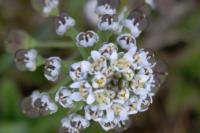 Teesdalia nudicaulis