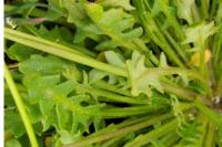 Teesdalia nudicaulis