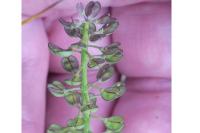 Teesdalia nudicaulis