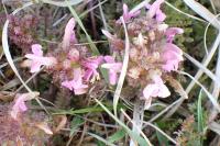 Pedicularis sylvatica