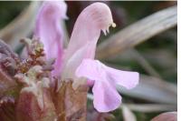 Pedicularis sylvatica