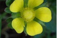 Potentilla indica