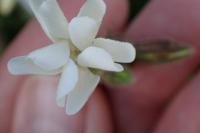Silene latifolia