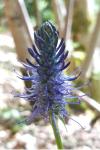 Phyteuma spicatum