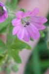 Geranium molle
