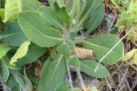 Pilosella officinarum