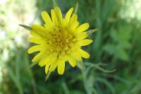 Tragopogon pratensis