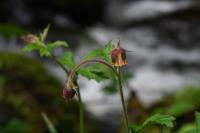 Geum rivale