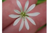 Stellaria nemorum