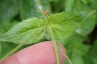 Stellaria nemorum