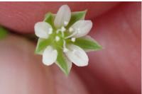 Moehringia trinervia