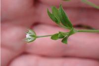 Moehringia trinervia