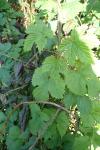 Humulus lupulus