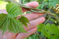 Humulus lupulus