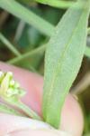 Myosotis scorpioides