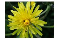 Crepis biennis