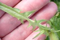 Crepis biennis