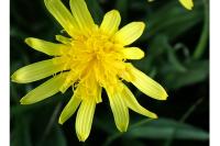 Scorzonera humilis