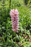 Bistorta officinalis