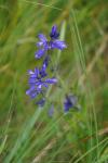 Polygala vulgaris