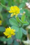 Trifolium dubium