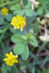 Trifolium dubium