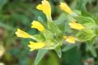 Rhinanthus minor