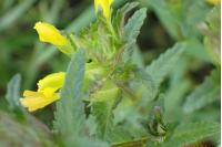 Rhinanthus minor