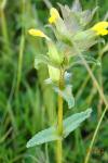 Rhinanthus minor