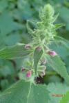 Stachys sylvatica