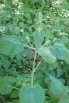 Stachys sylvatica