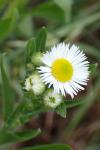 Erigeron annuus