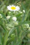 Erigeron annuus