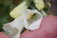 Digitalis purpurea